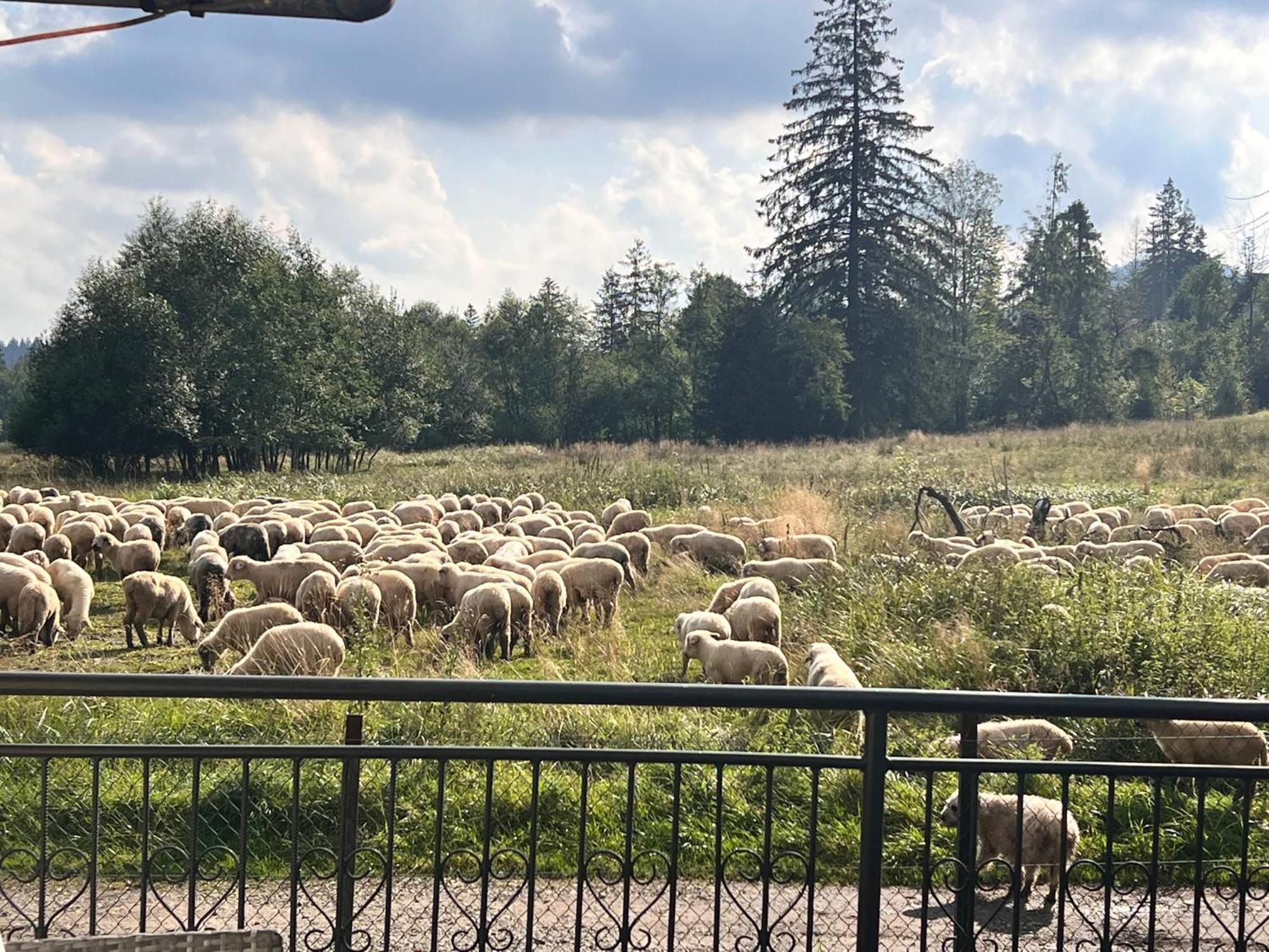 Villa Tatrydom Zakopane Eksteriør billede